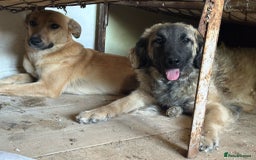 Mixed Breed dogs for adoption: 🐾🩷Superb young KATY needs a Loving Home🐾🏡 - Image 7