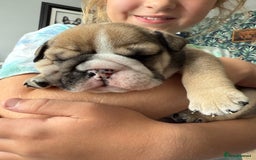 English Bulldog dogs for sale: KC Reg English Bulldog Pups - Image 21