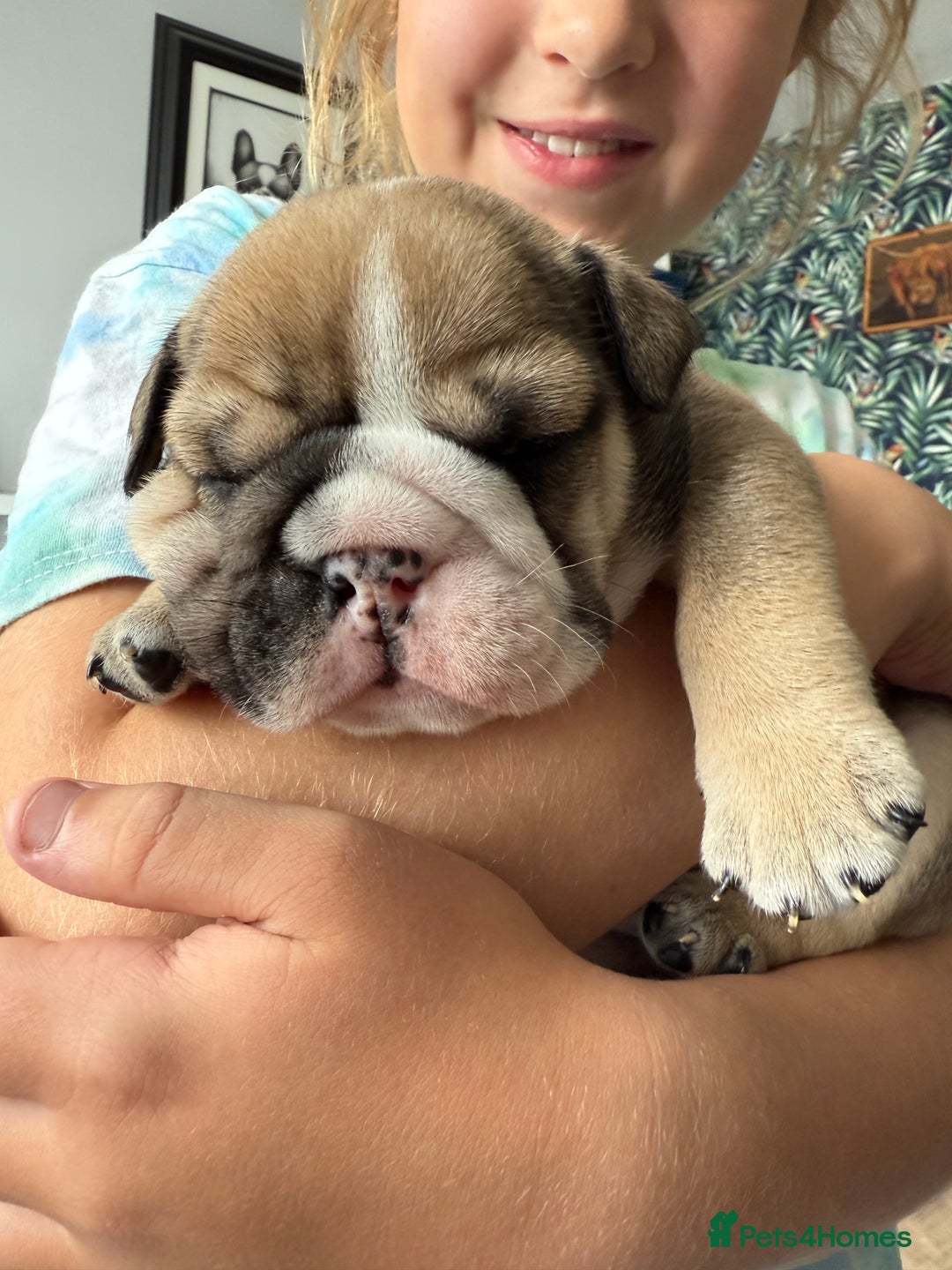 English Bulldog dogs for sale: KC Reg English Bulldog Pups - Image 21