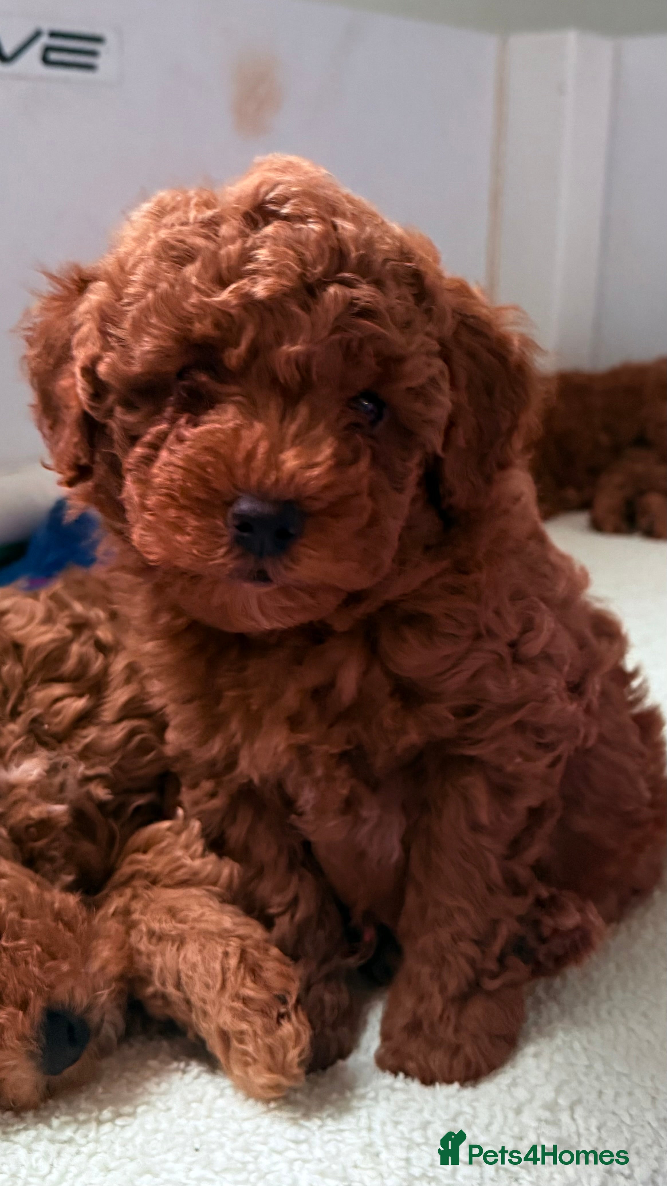 Maltipoo dogs Red mini maltipoo F1b puppies 😍💙💓 - Advert 4