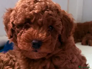 Maltipoo dogs Red mini maltipoo F1b puppies 😍💙💓 - Advert 4