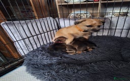 Border Terrier dogs for sale: Border terrier puppies  - Image 1
