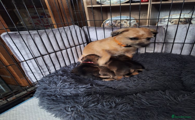 Border Terrier dogs - Advert 1