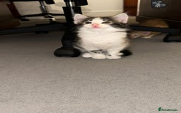 American Shorthair cats for sale: Playful Kittens Looking for Forever Homes - Image 10