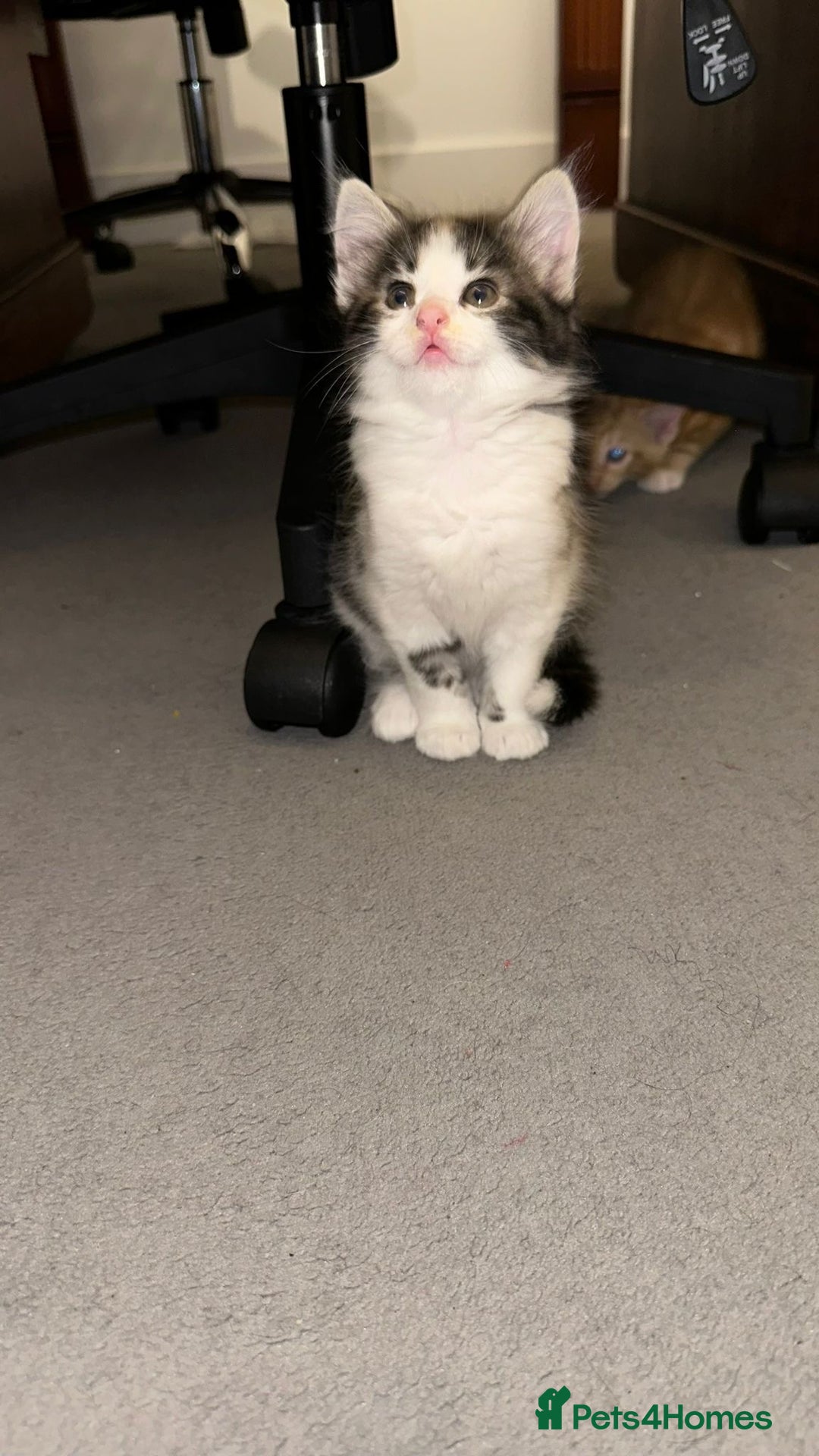 American Shorthair cats for sale: Playful Kittens Looking for Forever Homes - Image 10