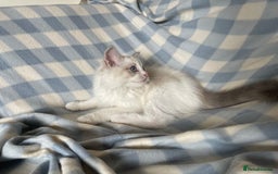 Ragdoll cats for sale: 🌸Extensively health tested Tica Ragdoll kitten🌸 - Image 6