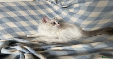 Ragdoll cats - Advert 12