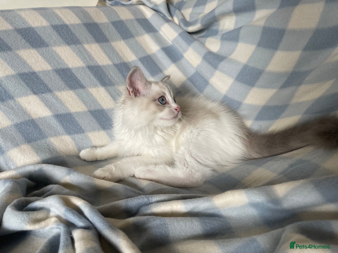 Ragdoll cats for sale: 🌸Extensively health tested Tica Ragdoll kitten🌸 - Image 6