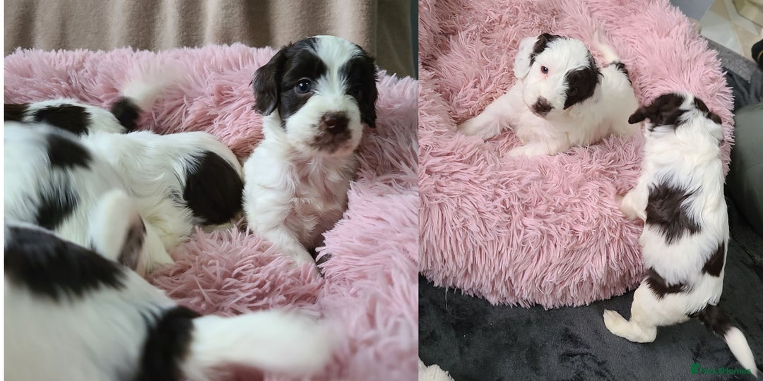 Cockapoo dogs for sale: F1 cockapoos. DNA Health Tested. Chocolate Parti - Advert 6