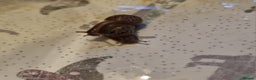Snails invertebrates for sale: Giant African Land Snail Babies For Sale - Advert 3