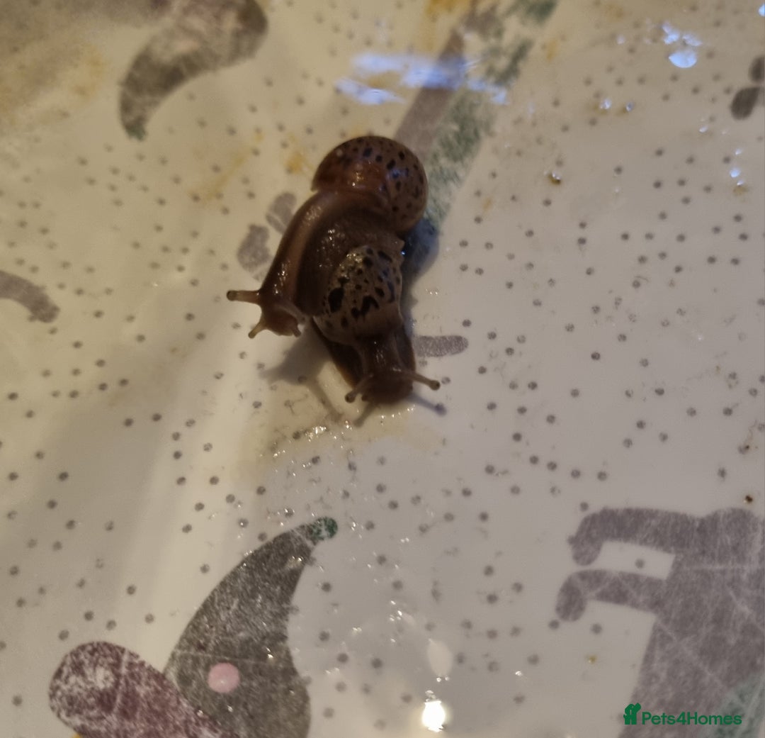 Snails invertebrates for sale: Giant African Land Snail Babies For Sale - Advert 3