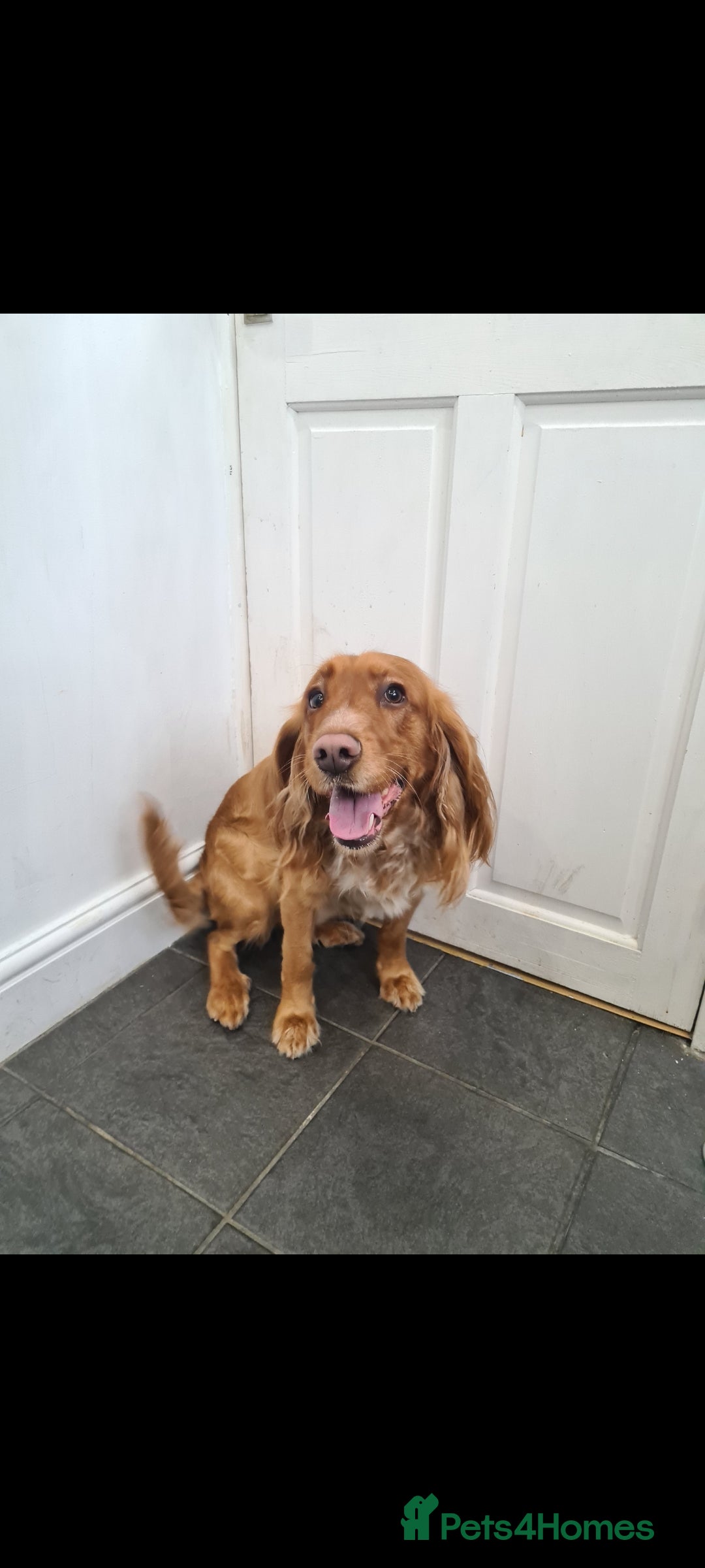 Sprocker dogs Proven Red Sprocker Stud - Advert 1