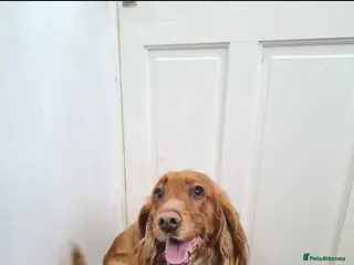 Sprocker dogs Proven Red Sprocker Stud - Advert 1