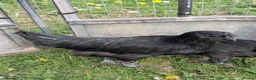 Chickens poultry for sale: Ayem Cemani Cockerels  in Matlock - Advert 3