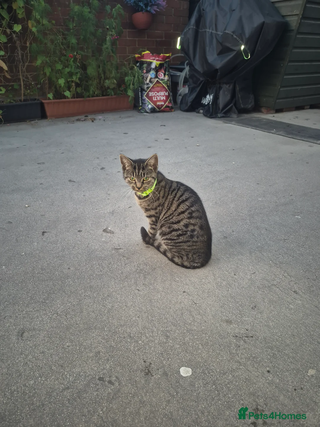 Mixed Breed cats for sale: Flafy  - Advert 2