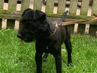 Patterdale Terrier dogs Top quality patterdale fell terrier at stud in Gravesend - Advert 1