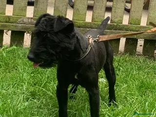 Patterdale Terrier dogs Top quality patterdale fell terrier at stud in Gravesend - Advert 1