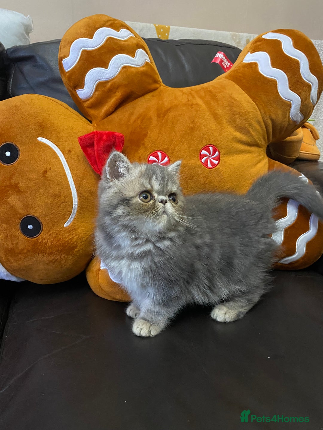 Persian cats for sale: EXCEPTIONAL LITTER PERSIAN EXOTIC KITTENS - Advert 11