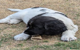 English Springer Spaniel dogs for sale: Home bred English Springer Spaniel male puppy. - Image 6