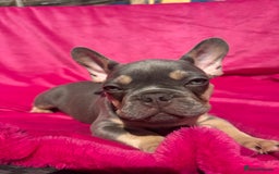 French Bulldog dogs for sale: 🔥READY TODAY Quality KC French Bulldog Puppies✨🔥 - Image 3