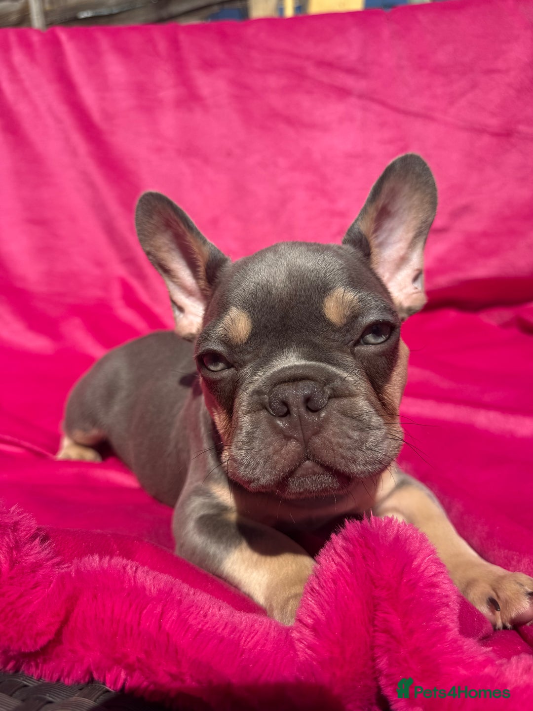 French Bulldog dogs for sale: 🔥READY TODAY Quality KC French Bulldog Puppies✨🔥 - Image 3