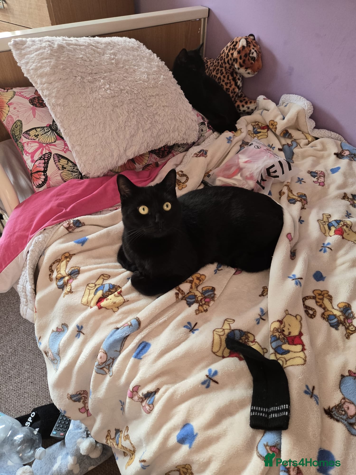 Mixed Breed cats Babies - Advert 1