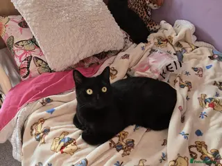 Mixed Breed cats Babies - Advert 1