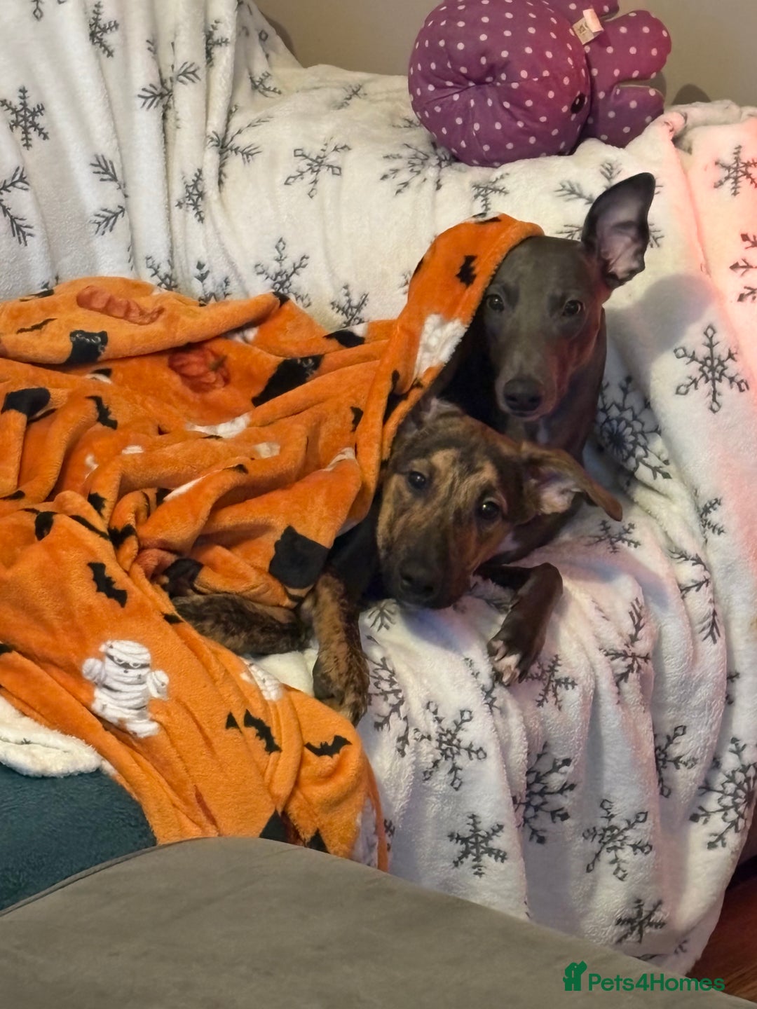 Mixed Breed dogs for sale: Meet Doobie - Advert 2