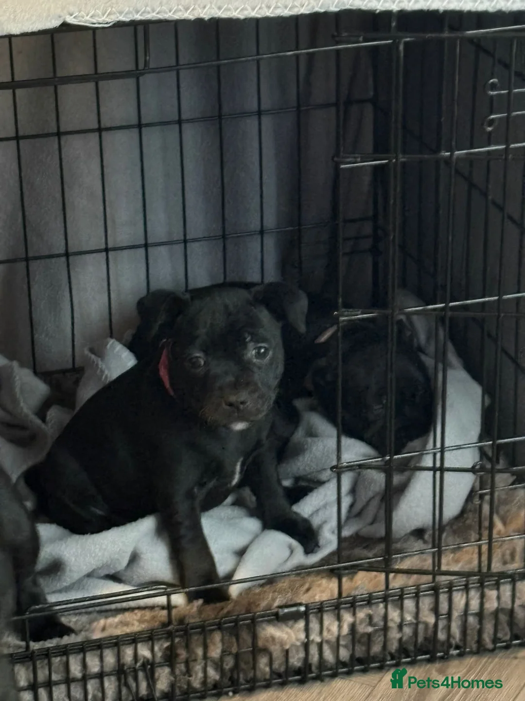 Staffordshire Bull Terrier dogs for sale: Staffordshire bullterrier (LAST 1 ) ready to go - Advert 20