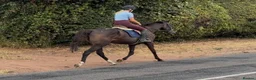 Irish Thoroughbred horses for sale: Tall, dark and handsome ‘Gavin’ in Newport - Advert 6