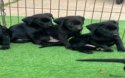 Labrador Retriever dogs for sale: Two black Labrador puppies left  - Image 2