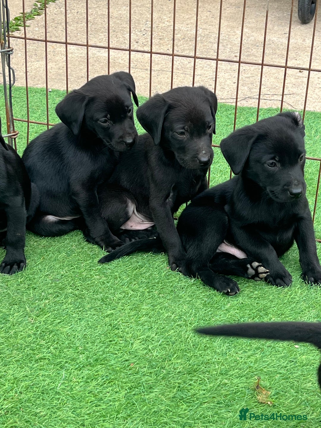 Labrador Retriever dogs for sale: Two black Labrador puppies left  - Image 2