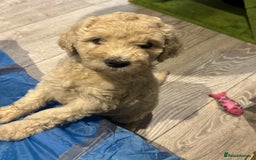 Goldendoodle dogs for sale: Golden doodle F1B stunning puppies  - Image 8