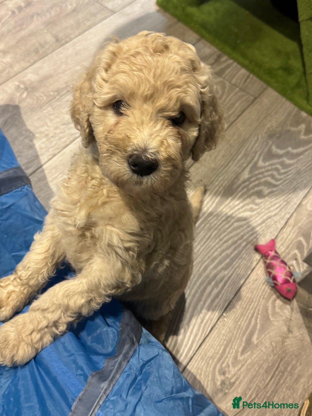 Goldendoodle dogs for sale: Golden doodle F1B stunning puppies  - Image 8