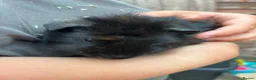 Guinea Pig rodents for sale: 4X Male Guinea Big Babies  - Advert 8