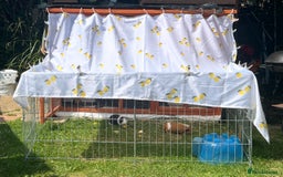 Guinea Pig rodents for sale: 2 female Guinea pigs  - Image 3