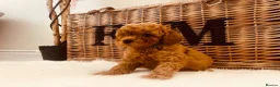 Cavapoo dogs for sale: F1b Deep Red curly coat toy Cavapoo pups 🐾 - Advert 17