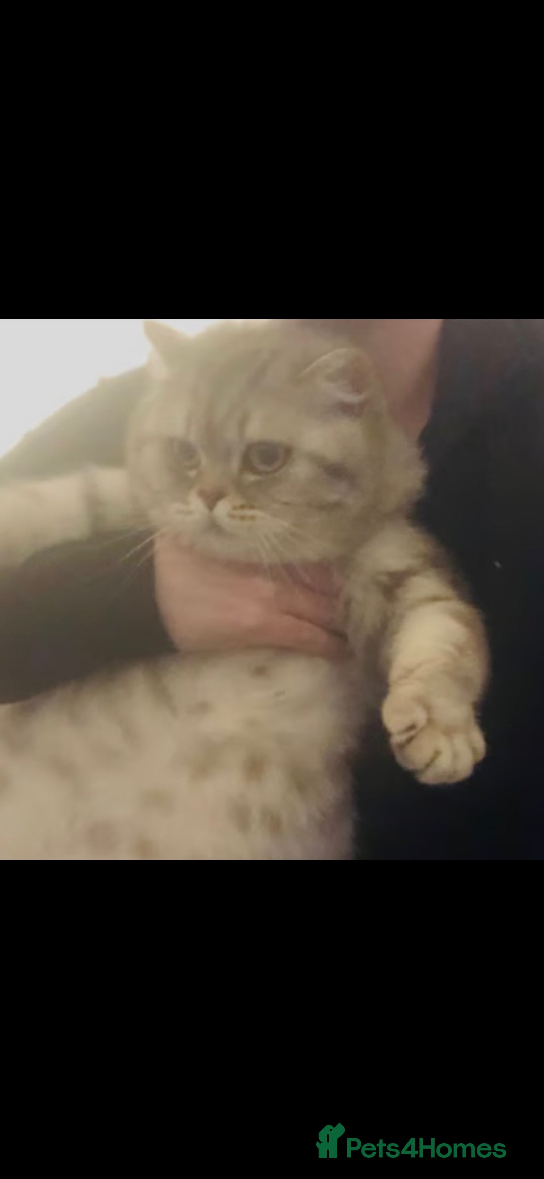 British Shorthair cats for sale: British shorthair tabby kitten - Image 9