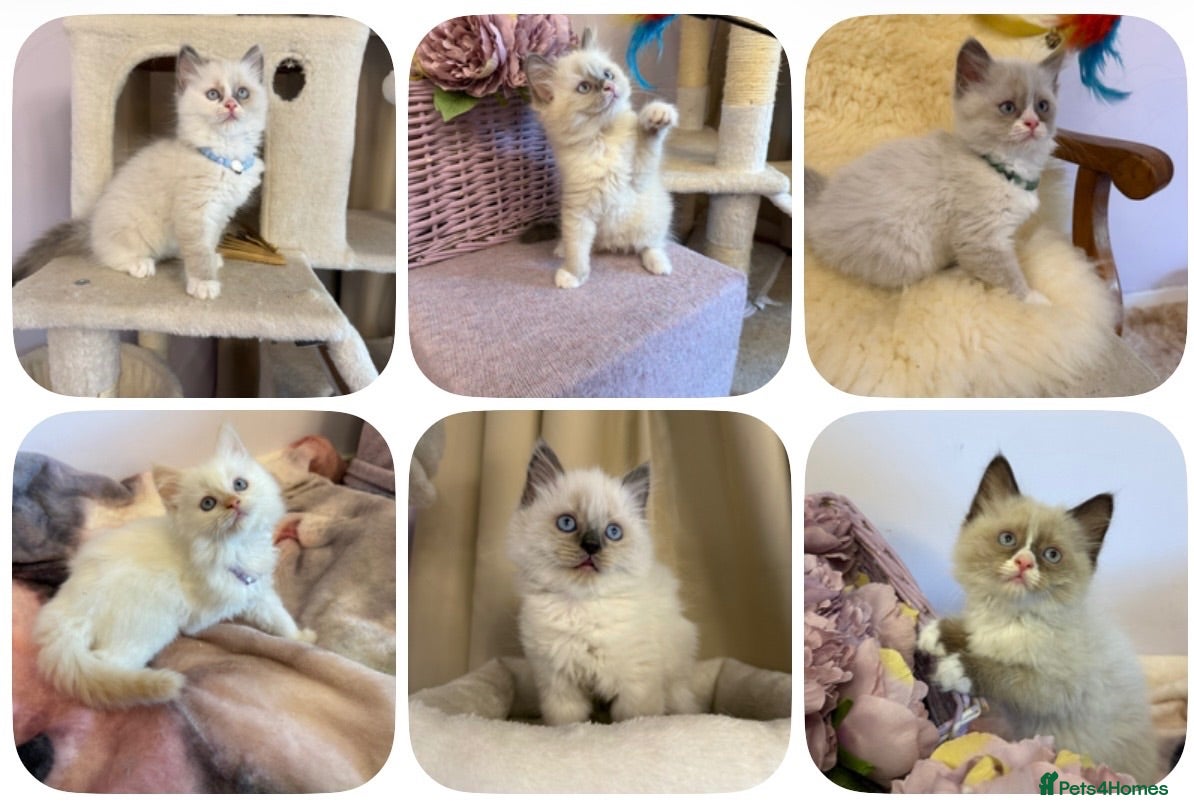 Ragdoll cats 💙 Stunning Ragdoll kittens  - Advert 4