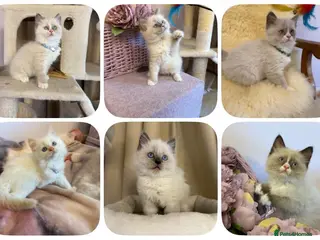 Ragdoll cats 💙 Stunning Ragdoll kittens - Advert 4