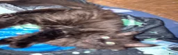 British Longhair cats for sale: British long hair + Turkish angora - Advert 4