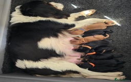 Cavalier King Charles Spaniel dogs for sale: Cavalier  King Charles Puppies - Image 3