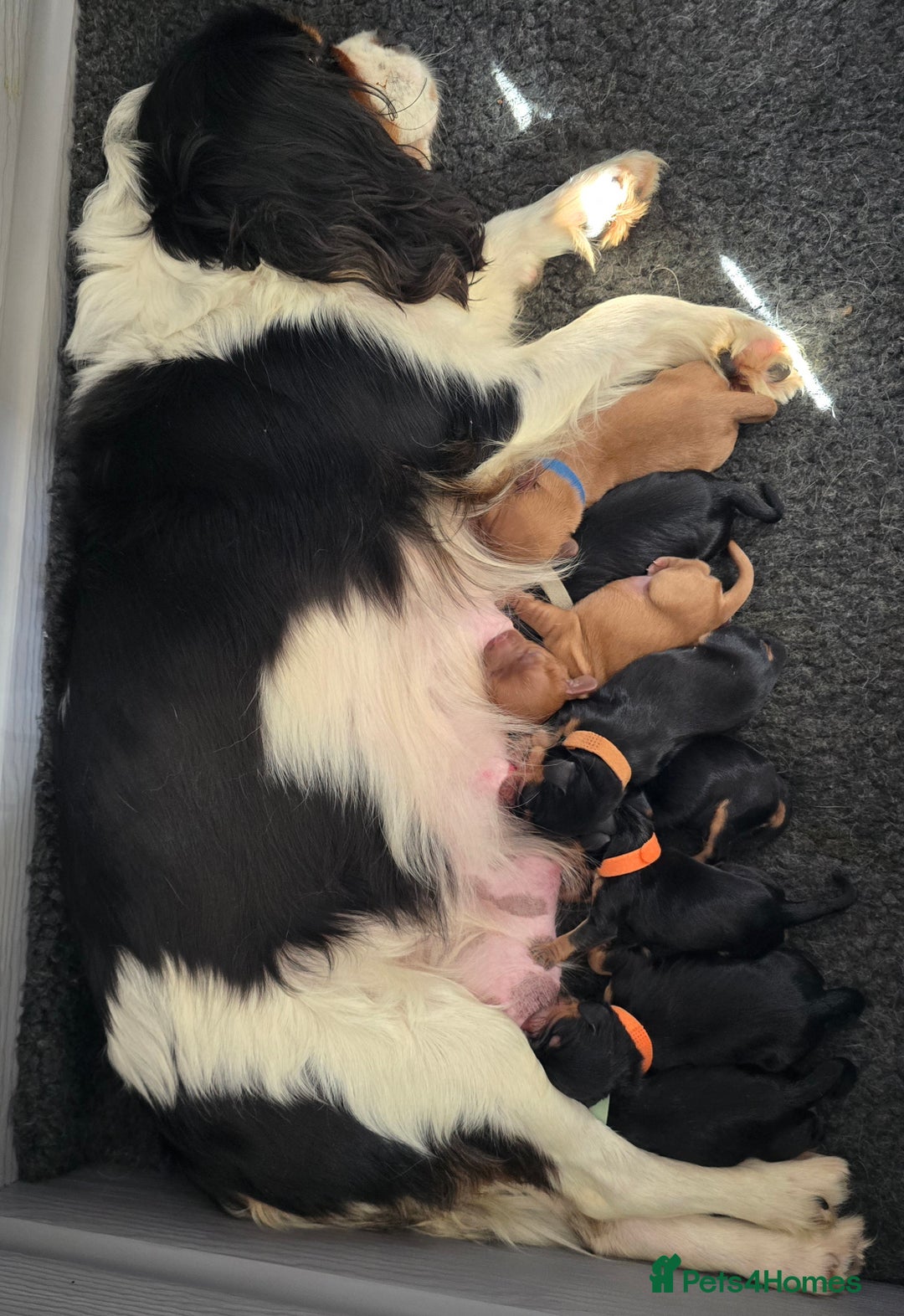 Cavalier King Charles Spaniel dogs for sale: Cavalier  King Charles Puppies - Image 3