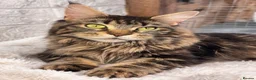 Maine Coon cats for sale: 🤩MAINE COON pedigree/genetic testing 🤩 - Advert 16