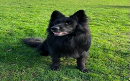 Mixed Breed dogs for sale: German ShepherdxGerman Wire-Haired Pointer puppies - Advert 2