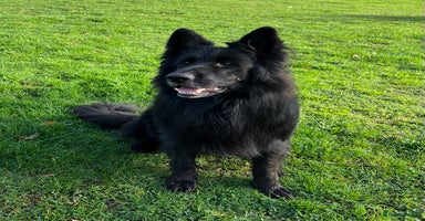 Mixed Breed dogs German ShepherdxGerman Wire-Haired Pointer puppies - Advert 7