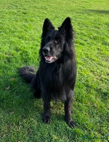 Mixed Breed dogs German ShepherdxGerman Wire-Haired Pointer puppies - Advert 11