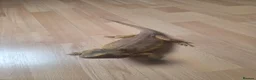 Bearded Dragon reptiles for sale: Red bearded dragon with viv in Tonbridge - Advert 4