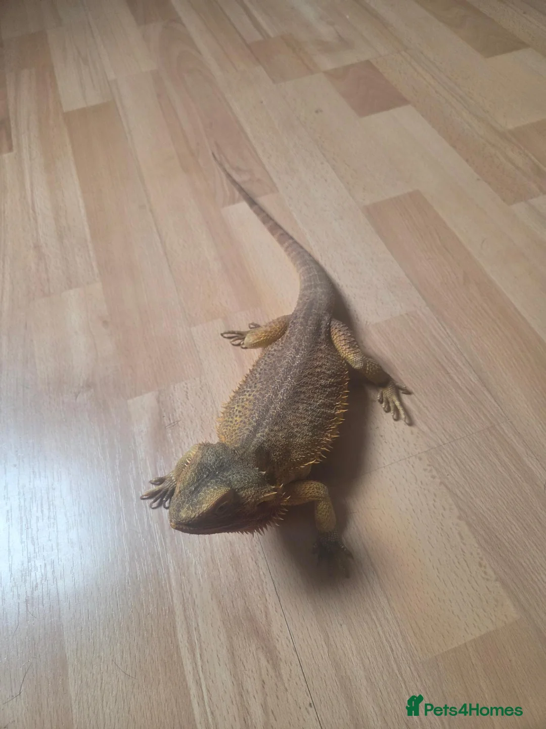Bearded Dragon reptiles for sale: Red bearded dragon with viv in Tonbridge - Advert 4