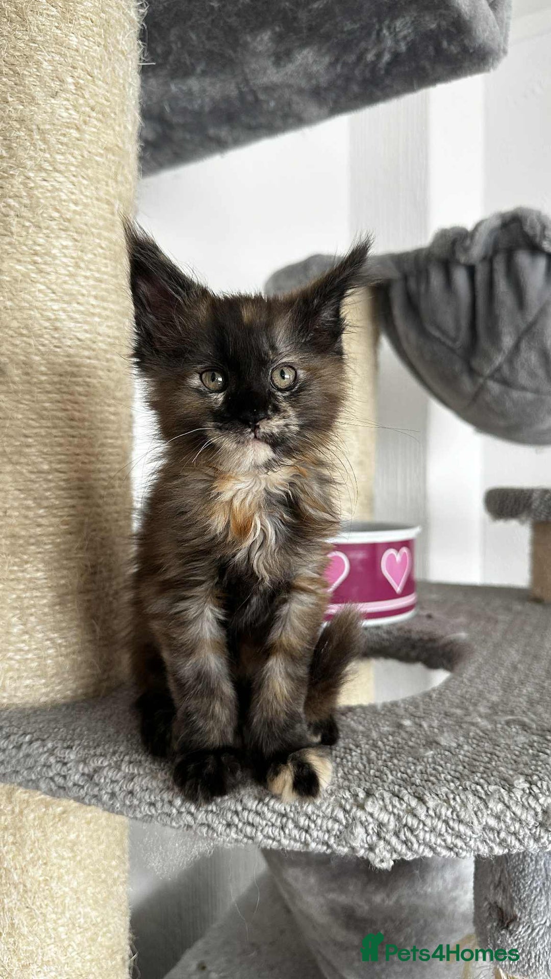 Maine Coon cats for sale: Maine coon - Image 8